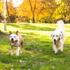 Wireless Electric Dog Fence Pet Shock Boundary Containment System Electric Training Collar For Small Medium Large Dogs