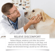 Yegbong Pet Dog Syrup Pampers Pet Dogs With Gentle Ingredients To Help Absorb Care Supplements