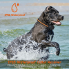 984FT Dog Training Collar IP65 Waterproof Pet Beep Vibration Electric Shock Collar 3 Channels Rechargeable Transmitter Receiver Trainer with Reco