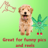 My Name is MJ, Cute Stuffed Parody Marijuana Leaf Dog Toy