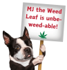 My Name is MJ, Cute Stuffed Parody Marijuana Leaf Dog Toy