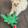 My Name is MJ, Cute Stuffed Parody Marijuana Leaf Dog Toy