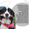 I And Love And You Dog Chews - No Stink Free Ranger Bully Stix - Beef - 5 Count - Case Of 6