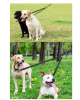 Dog Double Leashes - No Tangle Dog Leash Coupler; Comfortable Shock Absorbing Reflective Bungee Lead for Nighttime Safety