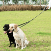 Dual Dog Leash; Double Dog Leash; 360 Swivel No Tangle Walking Leash; Shock Absorbing Bungee for Two Dogs