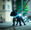 USB Rechargeable LED Dog Collar Multi-Color Lighting Dog Safety Collar Cuttable Length Glow Dog Collar For Small Medium Large Dog Night Walking
