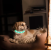 USB Rechargeable LED Dog Collar Multi-Color Lighting Dog Safety Collar Cuttable Length Glow Dog Collar For Small Medium Large Dog Night Walking