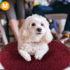 Pet Dog Bed Soft Warm Fleece, Medium Size