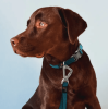 Pet Life 'Escapade' Outdoor Series 2-in-1 Convertible Dog Leash and Collar