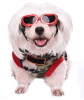 Pet Goggles Dog UV Protection Glasses Waterproof Windproof Anti-Fog Eyeglasses
