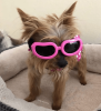 Pet Goggles Dog UV Protection Glasses Waterproof Windproof Anti-Fog Eyeglasses