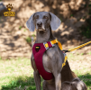 Pet chest sling Explosion-proof punch dog sling Dog leash dog rope pet supplies