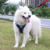 Dog Harnesses; Pet Traction Rope Mesh Breathable Big Dog Chest Strap Vest Reflective Dog Rope Spot Wholesale