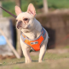 Dog Harnesses; Pet Traction Rope Mesh Breathable Big Dog Chest Strap Vest Reflective Dog Rope Spot Wholesale