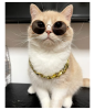 Pet gold collar Dog Chain Collar Keji Teddy Fadou domineering big gold necklace cat playing cool jewelry big gold chain