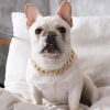 Pet gold collar Dog Chain Collar Keji Teddy Fadou domineering big gold necklace cat playing cool jewelry big gold chain