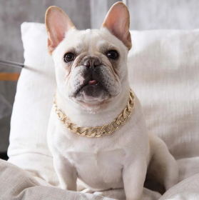 Pet gold collar Dog Chain Collar Keji Teddy Fadou domineering big gold necklace cat playing cool jewelry big gold chain (Color: Golden, Size: 45cm necklace +7cm adjusting chain)