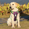 Dog Harnesses; Cross border New Pet Towing Rope Vest Large Dog Chest Strap Reflective Explosion proof Flushing Dog Towing Rope