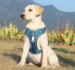 Dog Harnesses; Cross border New Pet Towing Rope Vest Large Dog Chest Strap Reflective Explosion proof Flushing Dog Towing Rope