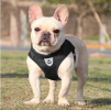 Dog Harnesses and dog leash set; Pet Chest Strap Vest Dog Towing Rope Reflective Breathable Dog Rope Pet Supplies Wholesale