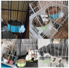 Crate Dog Bowl; Removable Stainless Steel Hanging Pet Cage Bowl Food & Water Feeder Coop Cup for Cat; Puppy; Birds; Rats; Guinea Pigs