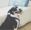 Pet Rubber Bouncing Toy Dog Chew Toy Light up Ball Squeaky Toy, Bite Resistant Irregular Shape Toy