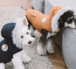 Touchdog 'Eskimo-Swag' Duck-Down Parka Dog Coat