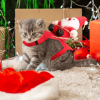 Pet Christmas Costumes Red Winter Coat for Dog Riding Santa Claus with Bell