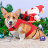 Pet Christmas Costumes Red Winter Coat for Dog Riding Santa Claus with Bell