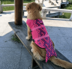 Dog Lifesaver Vests with Rescue Handle for Small Medium and Large Dogs for Swimming Pool Beach Boating